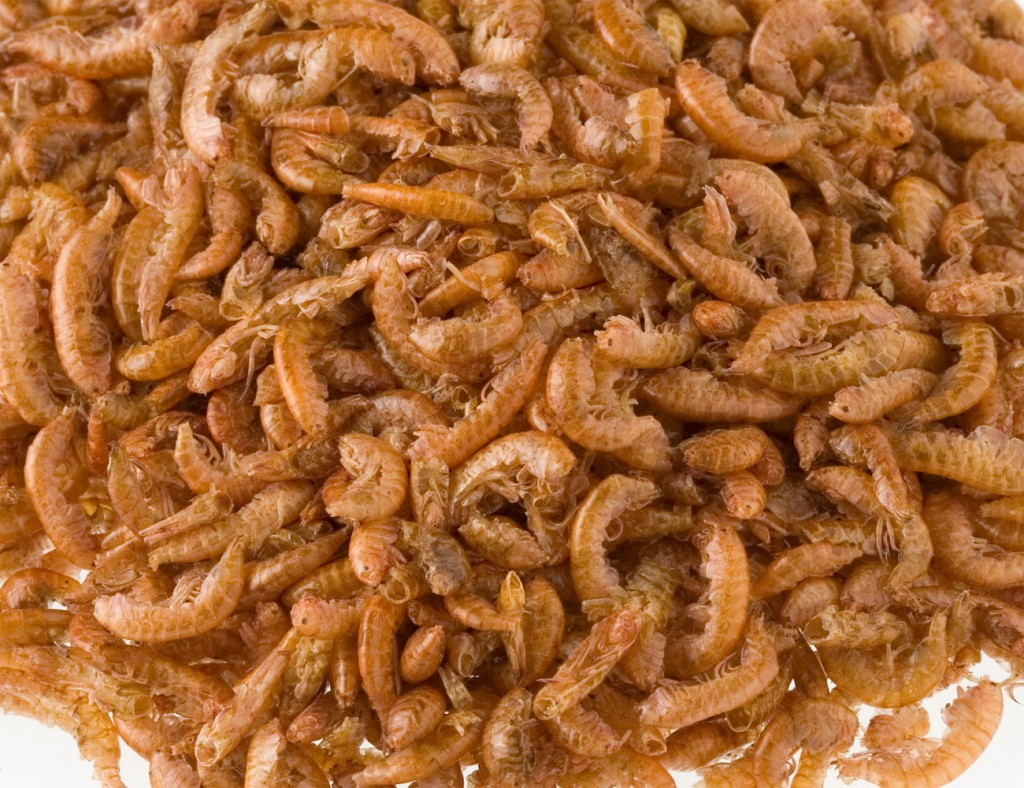 Gammarus