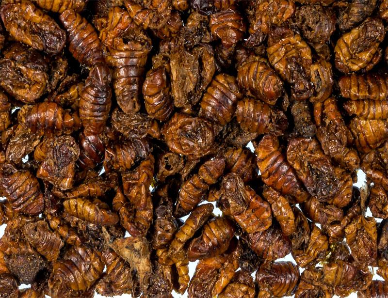 Silkworm pupae