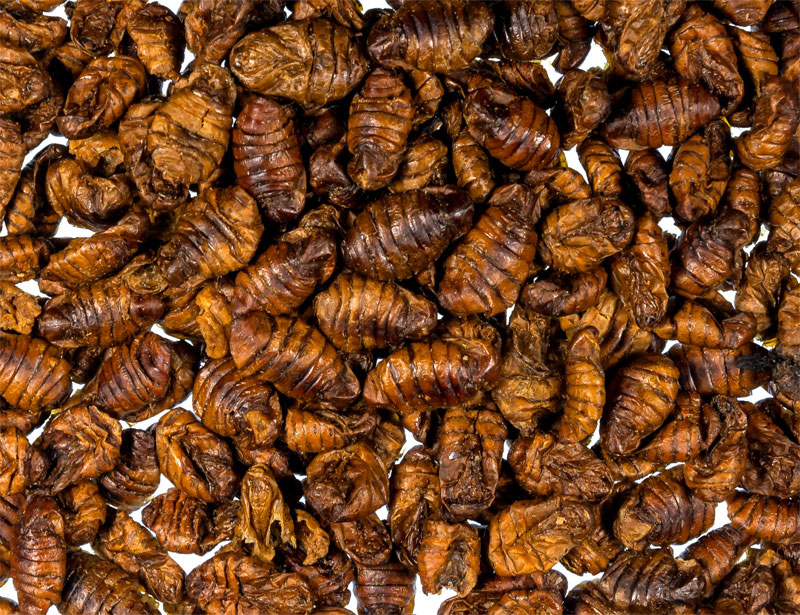Silkworm pupae South America