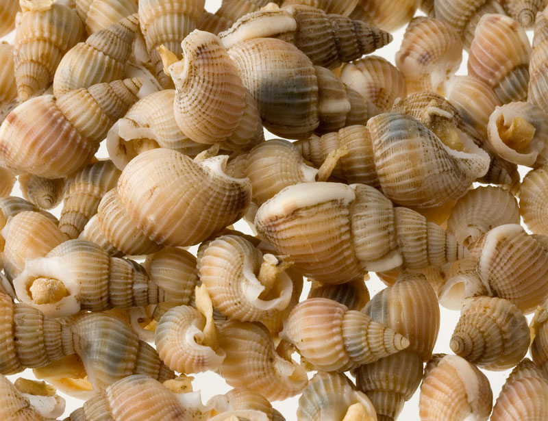 Sea Snails (FD)
