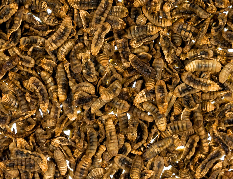 Black Soldier Fly Pupae (Hermetia)