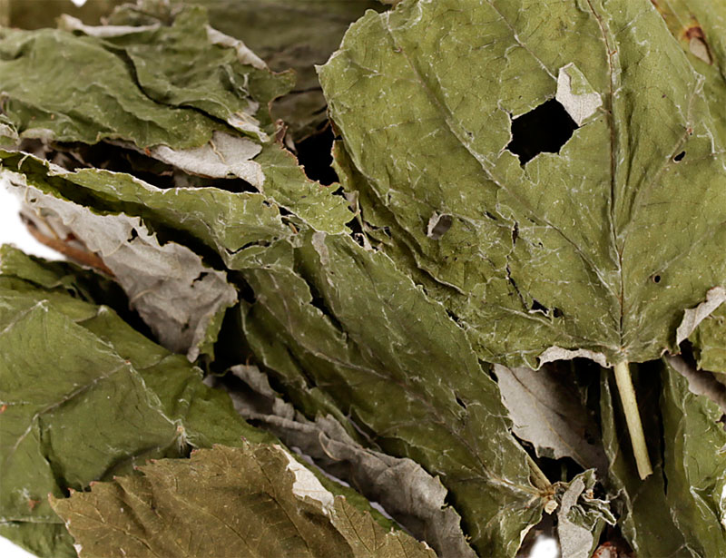 Raspberry Leaves