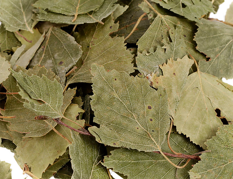 Birch Leaves