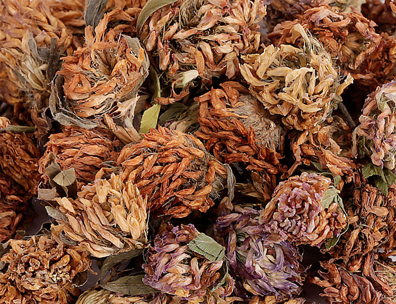 Red Clover Flowers