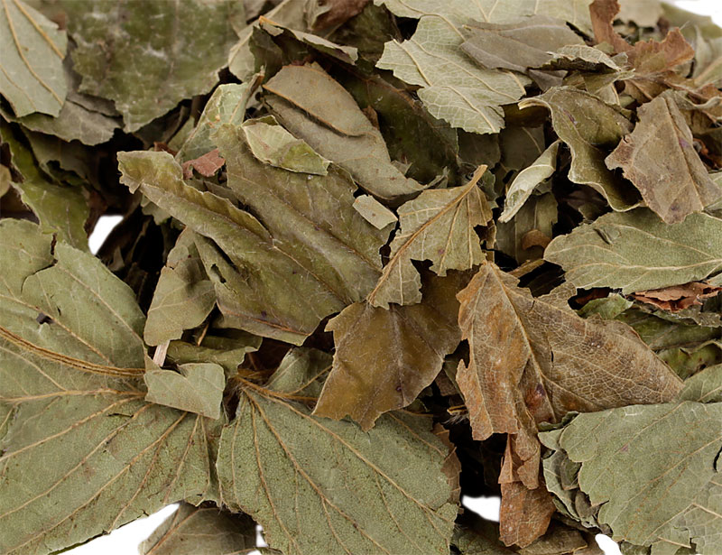 Hazelnut Leaves
