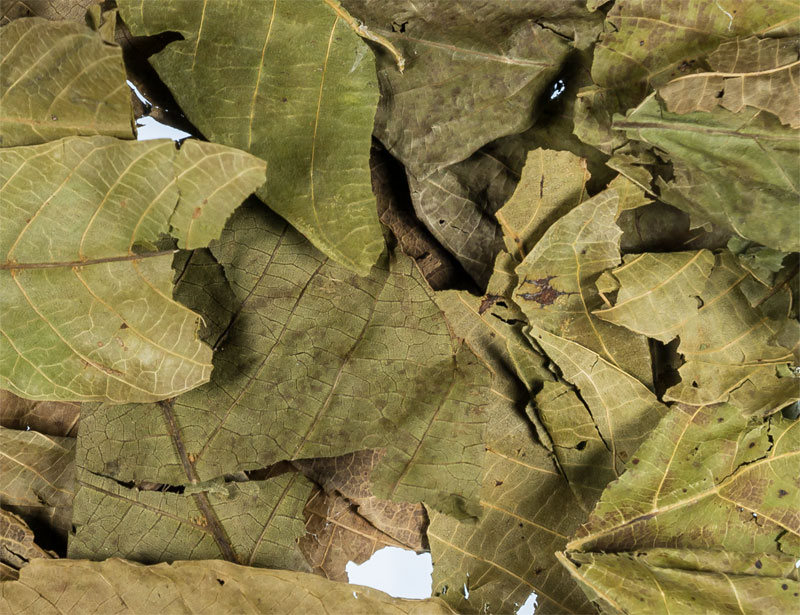 Walnut Leaves