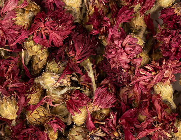 Kornblume rot