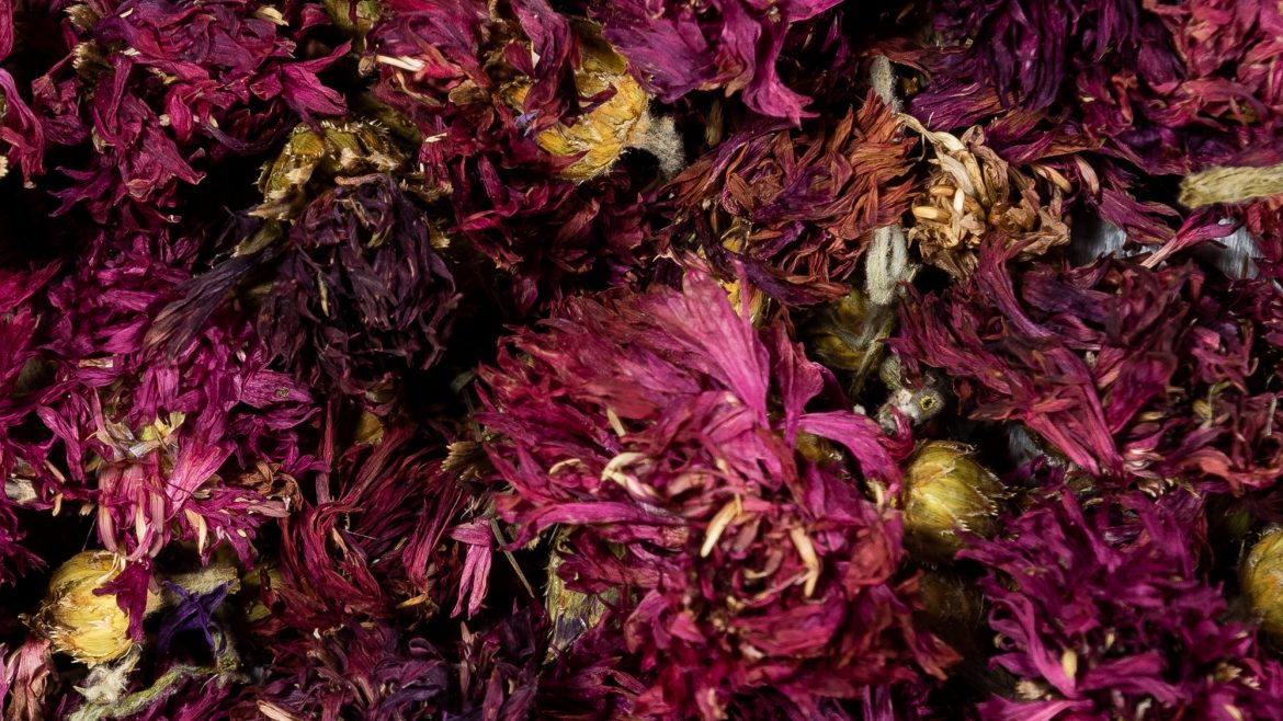 Rote Kornblume