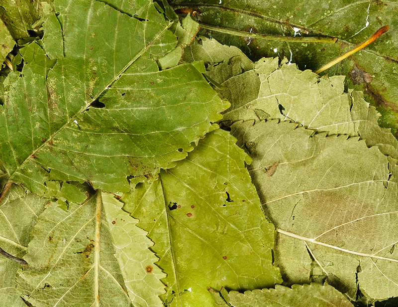 Apple Leaves