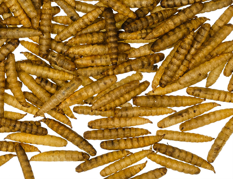 Black Soldier Fly Larvae (Hermetia larvae)