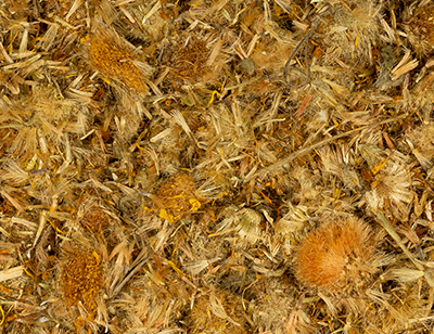 Arnica flowers