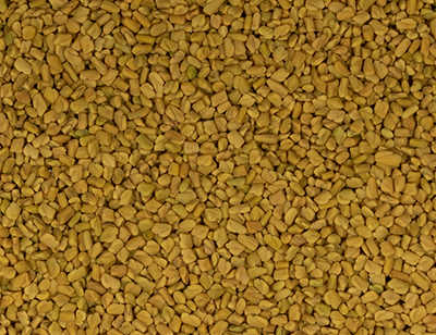 Fenugreek seeds