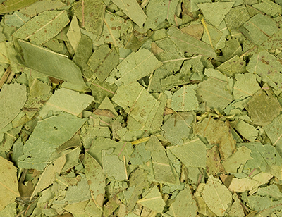 Eukalyptusblätter geschnitten