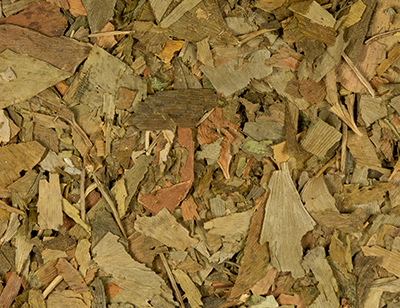 Ginkgo leaves cut