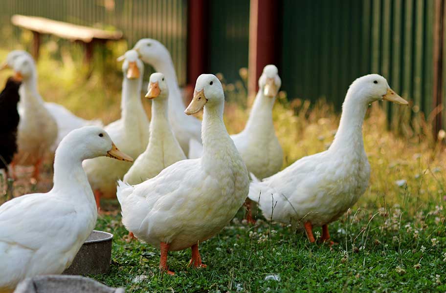 Gänsefutter Großhandel