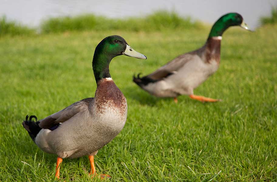 Entenfutter für Nutztiere
