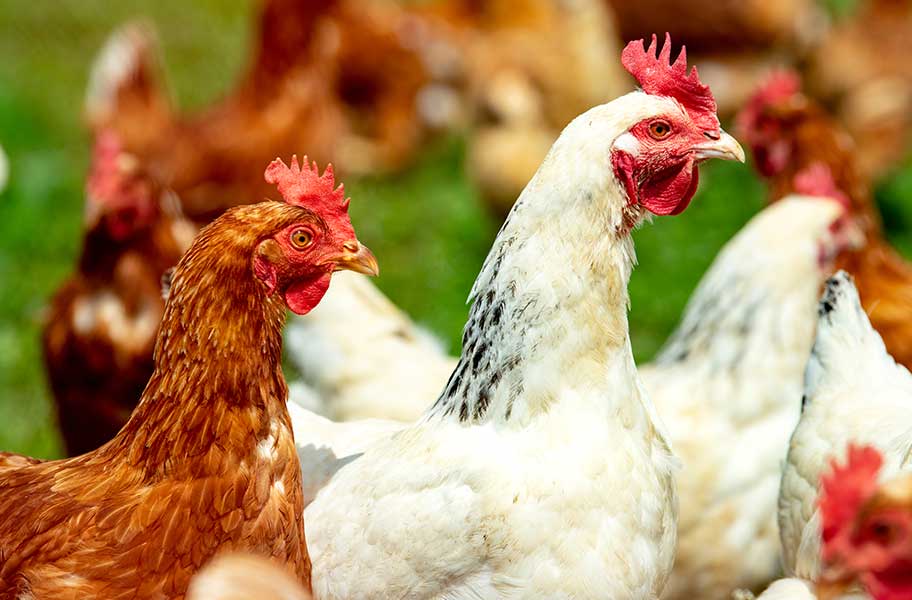 Geflügel Nutztierfutter Großhandel