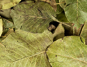 Pear leaves