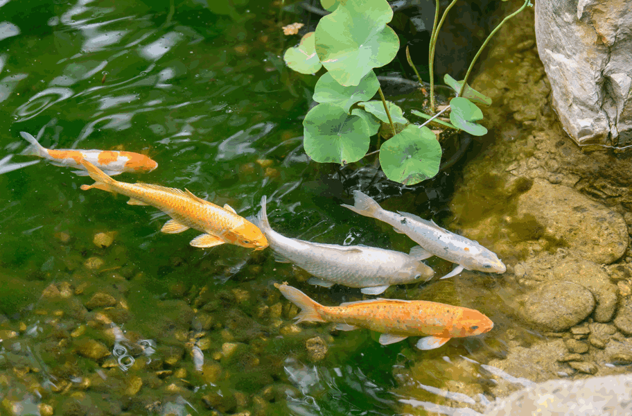 Pond food wholesale