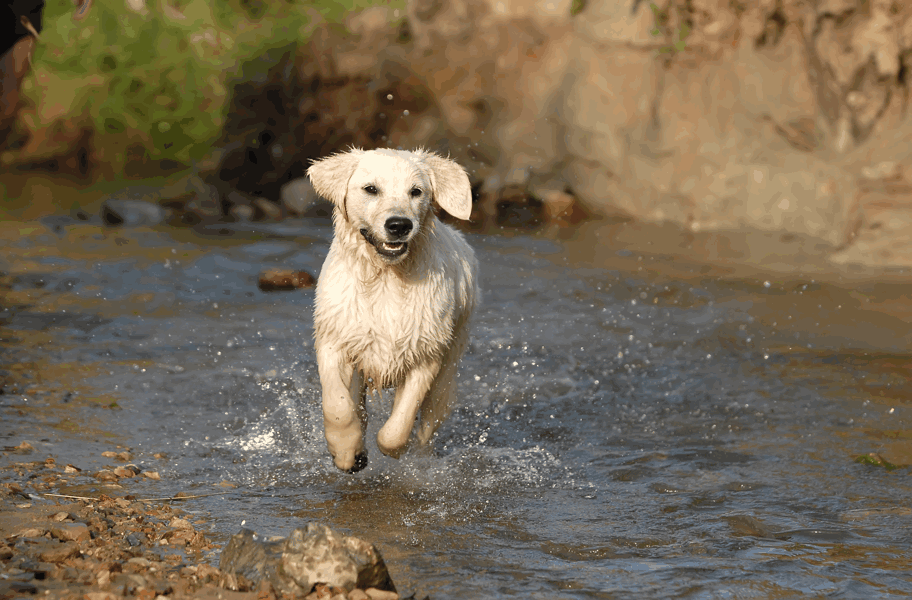 Hundefutter Grohandel [kessler-aqua.de]