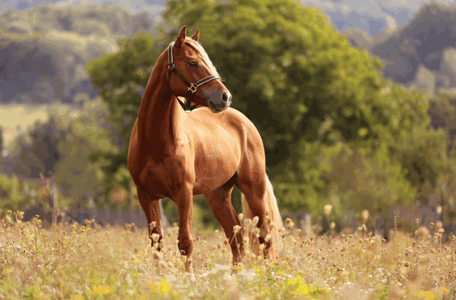 Horse Feed Wholesale