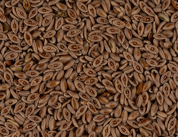 Flohsamen